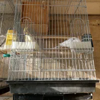 عروس هلندی مولد