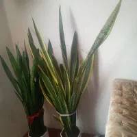 دو نمونه سانسوریا