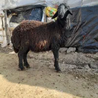 یک جفت بره نر دامازلخ قرع قزل