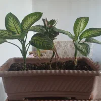 گل آپارتمانی دیفن باخیا