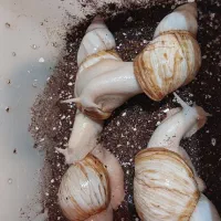 فروش ۴ حلزون مرغوب بهداشتی با وسایل