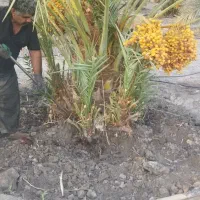 فروش انواع پاجوش نخل درجه 1قیروکارزین|خدمات باغبانی و درختکاری|قیروکارزین, |دیوار