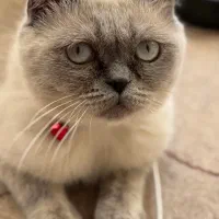 جفتگیری نر سیلور یا بلوپوینت