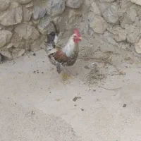 حیوانات مزرعه