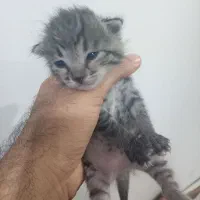 گربه|گربه|سبزوار, چهارراه فرودگاه|دیوار