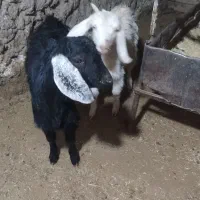 بزغاله ماده|حیوانات مزرعه|بیرجند, |دیوار