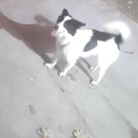 عروسک پامر