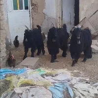 بزغاله دوبور