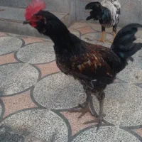 فروشی|حیوانات مزرعه|شیراز, گویم|دیوار