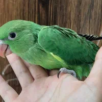 طوطی ملنگو|پرنده|اصفهان, ارداجی|دیوار
