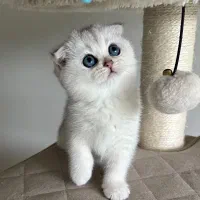 اسکاتیش مانچکین