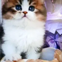 پیشی های کیوت میوت