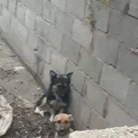 سگپاکوتاه|سگ|خان ببین, |دیوار