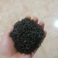 چای بهاره ۱۴۰۵ با قیمت عمده