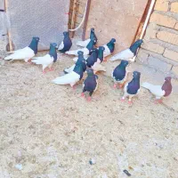کله مهر مهر|پرنده|شیراز, ریاستی|دیوار
