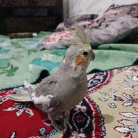 عروس هلندی نر