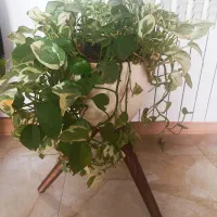 گیاه و گلدان