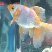 گلد فیش|ماهی|خسروشاه, |دیوار