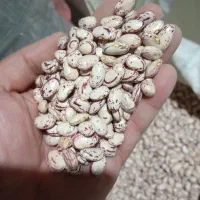 لوبیا چیتی درشت