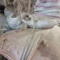حلاجی پشم
