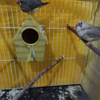 پرنده|پرنده|بردسکن, |دیوار