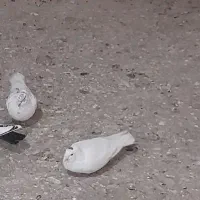 کفتر ماده سفید دونه ۲۵۰