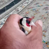 سهره نر به شرط خوندن ۳تمن