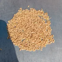 گندم دیم درجه یک
