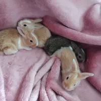 بچه خرگوش و خرگوش نر و ماده