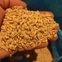 گندم بش|خوردنی و آشامیدنی|شیراز, شهرک امیر کبیر|دیوار