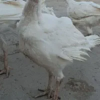 بوقلمون گوشتی