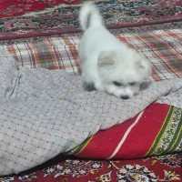 سگ بسیارخوب زرنگ شیتزو|سگ|بجنورد, |دیوار