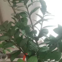 زاموفیلیا بلند و پر ریشه