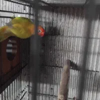 فیشر طلایی ماده مست اماده