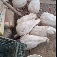 مرغو خروس وبوقلمون بیوتی 6 فوق سنگین|حیوانات مزرعه|الوند, |دیوار