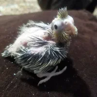 جوجه عروس هلندی