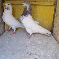 کبوتر یا کفتر