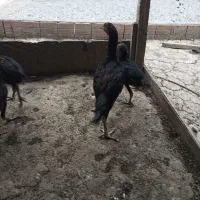 مرغ و خروس لاری