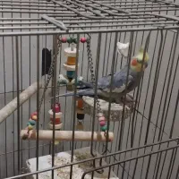 عروس هلندی مولد