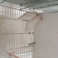 طوطی برزیلی