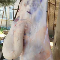 گوسفند قربانی قزوین بره نر میش جوان|حیوانات مزرعه|قزوین, |دیوار