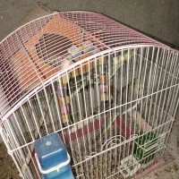 پرنده|پرنده|صالح آباد, |دیوار