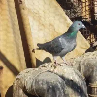 کفتر|پرنده|تهران, جی|دیوار