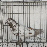 کبوتر|پرنده|فولادشهر, B1|دیوار