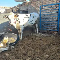 یک راس گاویک راس نوبر