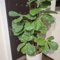 گل فیکوس لیراتا