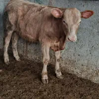فروش انواع گوساله سیمینتال جنس