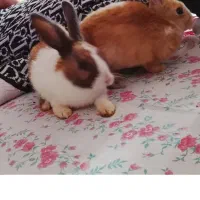 دو عدد خرگوش سالم|موش و خرگوش|ارومیه, |دیوار