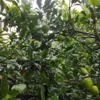 2570 متر زمین محدوده شهری