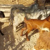 کهری نره|حیوانات مزرعه|بوشهر, |دیوار